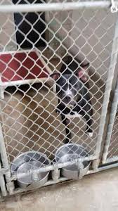 Check spelling or type a new query. Colbert County Animal Shelter Home Facebook