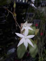 The method you choose will depend on the materials you have on hand and how many flowers you are. Home Garden Cactus Succulent Plants One Stem Plant With Roots Phyto Available Caralluma Lutea Vaga