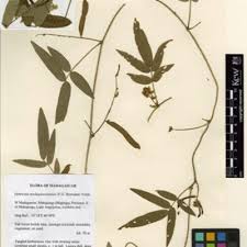 Image result for Ophrestia