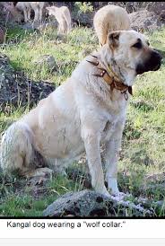 Pin On Dogs Livestock Guardian Dogs