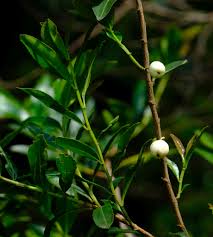 Image result for Aphloia theiformis