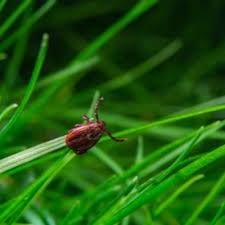 Lyme Disease Cannot Be Transmitted From One Person To Another Metafact