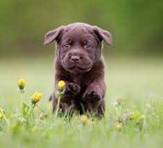 Puppies For Sale Find Your Perfect Puppy At Greenfield Puppies In 2020 Dog Photograph Labrador Retriever Labrador Dog