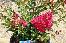 Le ciste est un arbuste vraiment facile à vivre. 8 Arbustes Nains A Cultiver En Pot Sur Un Balcon Plein Sud Promesse De Fleurs