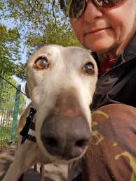 Badger, Willow (OTRB) , Lady & William Greyhounds (@ThePointies)