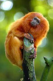 Golden Lion Tamarin Monkey Facts And Information Rainforest Animals Golden Lion Tamarin Animals Beautiful