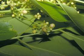 Image result for Khaya