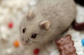 We did not find results for: My Second Hamster Was A Fancy Russian Dwarf This Looks Just Like Him Dwarf Hamster Russian Dwarf Hamster Hamster