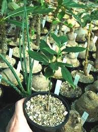 Image result for Gonatopus petiolulatus