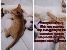 Namun semua itu ada alasan ilmiahnya dan bukan karena mereka kelaparan. Drama Anak Kucing Sebatang Kara Cari Kasih Sayang Induk Kucing Lain Endingnya Bikin Sedih Indozone Id