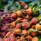 Gardening 101: Plant Care Basics Workshop