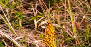 Image result for Disa woodii