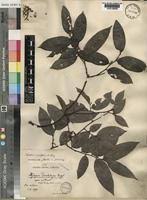 Image result for Xylopia acutiflora