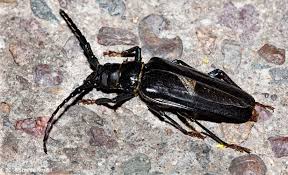 Maybe you would like to learn more about one of these? Giants In The Night Palo Verde Root Borers Sonoran Images