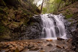 This lushly wooded park of 1,147 acres, is nestled in upper uvas canyon on the eastern side of the santa cruz mountains. Uvas Canyon County Park Miladidit