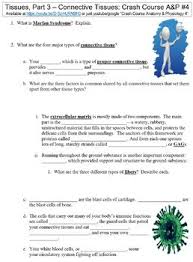Connective Tissue Worksheet Teachers Pay Teachers