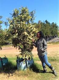 Image result for Cunonia capensis