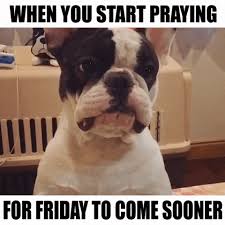 Posted 2 years ago in the lounge. Dog Friday Gif By Thechive Find Share On Giphy