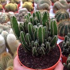 How to grow a cactus. Cereus A Very Popular Cactus Growing Sheet By Giromagi Cactus