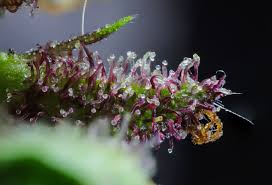 Summary and conclusion in this activity, several specimens were put under the microscope for observation. Trichomes The Key That Controls Cannabis Potency
