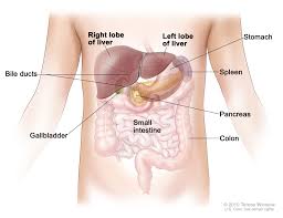 This article will give you detailed information on the position of the liver in the human body. Figure Anatomy Of The Liver The Pdq Cancer Information Summaries Ncbi Bookshelf