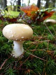 Sweet Whisper Dreams Magic In A Mushroom Stuffed Mushrooms Miniature Garden Beautiful Photo