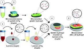 Gelatin or gelatine (from latin: Enzymatically Crosslinked Gelatin Laminin Hydrogels For Applications In Neuromuscular Tissue Engineering Biomaterials Science Rsc Publishing Doi 10 1039 C9bm01430f