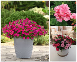 Image result for sanvitalia combine in pots