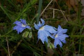 Image result for Clerodendrum pleiosciadium