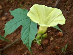 Image result for Merremia verecunda