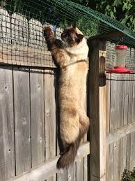 Cat Containment Fence One Reader Shares How He Contains His Ragdoll Cat Cat Fence Cat Patio Cat Garden