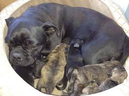 Check spelling or type a new query. Bugg Puppies Boston Terrier Pug Mix Adorable For Sale In Yakima Washington Classified Americanlisted Com