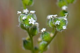 Image result for Indigofera cryptantha