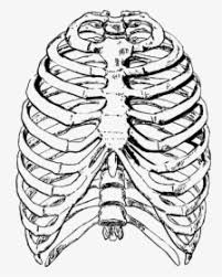 Human ribs drawing at getdrawings. Human Bones Drawing Rib Cage Drawing Hd Png Download Kindpng