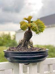 Bonsai Coconut Tree Home Facebook