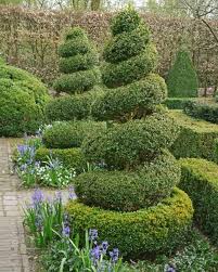 Zum glück sind immergrüne kletterpflanzen keine anspruchsvollen pflanzen. Buchsbaum Schneiden Tipps Rund Um Den Formschnitt Garten Pflanzen Pflanzen Buchsbaum Schneiden