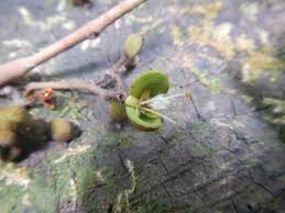 Image result for Anthonotha macrophylla