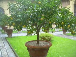 Pots should have multiple drainage holes because good soil drainage and root aeration are key to successfully growing containerized citrus. 7 Citrus Trees Ideas Citrus Trees Potted Trees Garden Inspiration