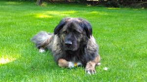 This is an extremely loyal and protective breed, but it needs a. Free Images Dog Breed Dog Like Mammal Estrela Mountain Dog Dog Breed Group Leonberger Sarplaninac Grass Caucasian Shepherd Dog Carnivoran Rare Breed Dog Moscow Watchdog Carpathian Shepherd Dog 4096x2304 Mijoka