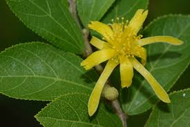 Image result for Grewia retinervis