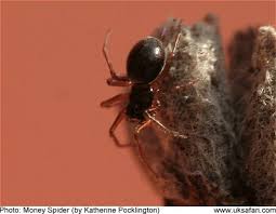 Recommended equipment for magic slot Money Spiders Linyphiidae Uk Safari