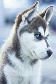 The alaskan malamute was originally selected for heavy pulling in long distances. Sesi The Husky