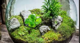 Berikut kami berikan 7 cara mudah membuat terrarium yang unik dan simple. Cara Membuat Terrarium Dengan Mudah Blog Elevenia