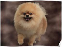 Pomeranian Poster Beautiful Dogs Pomeranian Dog Sketch