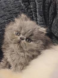 The 3d persian cat is the perfect choice for many occasions. Bellaluna Persians Home Facebook