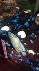 With their long flowing fins and vibrant coloration, they are at their best when swimming around your aquarium and displaying their beauty. I Have A Fish Who Is Laying At The Bottom Of The Tank Breathing Rapidly Whi My Aquarium Club