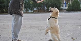 Temel Itaat Egitimi Faydalari Evde Kopek Egitimi Istanbul