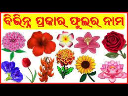 My favourite male singers in pop, rock, soul, jazz and world music. à¬« à¬² à¬° à¬¨ à¬® Flowers Name With Pictures In English To Odia Learn Flower Names In Odia Kidz World Youtube