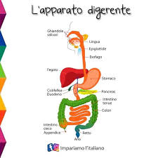 Disegni sul corpo umano da colorare immagini per bambini da. L Apparato Digerente Per Imparare Sempre Qualcosa Di Nuovo Www Impariamoitaliano Com Imp Imparare L Italiano Apparato Digerente Scienza Per Bambini