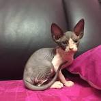 Sphynx Breeders - The International Cat Association